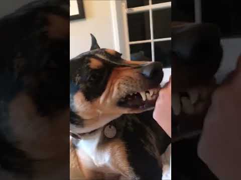 Dog Tries to Bite Person's Knuckles