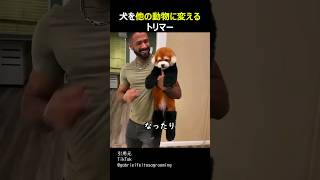 犬を他の動物に変えるトリマー