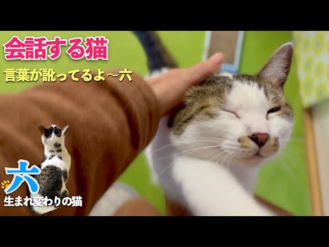 おしゃべり猫の六。寒い日、いつもより愛猫の言葉が訛って、甘えん坊度も増しました | [生まれ変わりの猫] 六 (Roku)