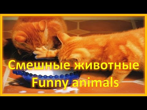 Прикольные коты.  Рыжий проказник