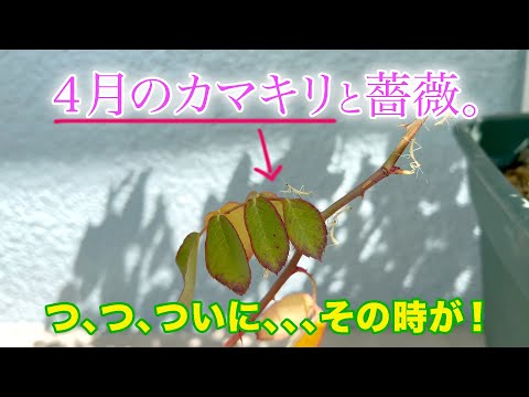 【カマキリと薔薇】暖かすぎる春、４月８日のバラの様子。そして、ついにこの時がやってきた。。。！！！