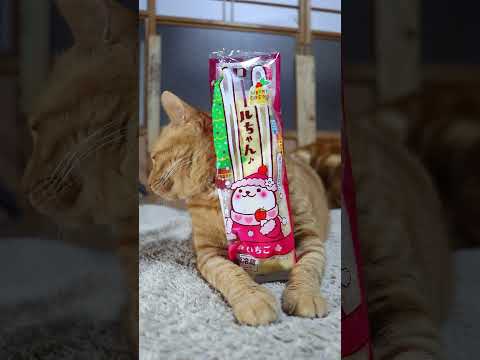 ロールちゃん　いちご　のせ猫　241220 #cat #かご猫 #cute #かご猫 #ねこ