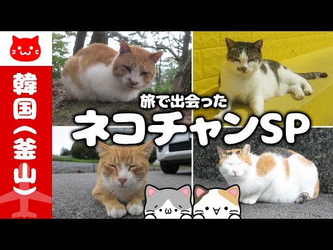 【猫の日企画】猫好き必見！釜山旅で出会った猫ちゃん！／Busan KOREA