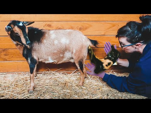 Don't judge...it's her FIRST TIME! (Tatum's labor & delivery -- miniature goat birth)