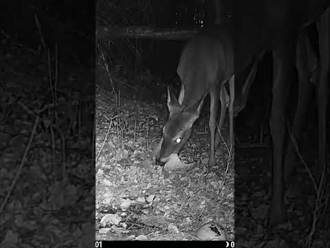 Deer GNAWS on PUMPKIN rind as it enjoys a late night pumpkin SNACK! #wildlife #trailcam #pumpkin