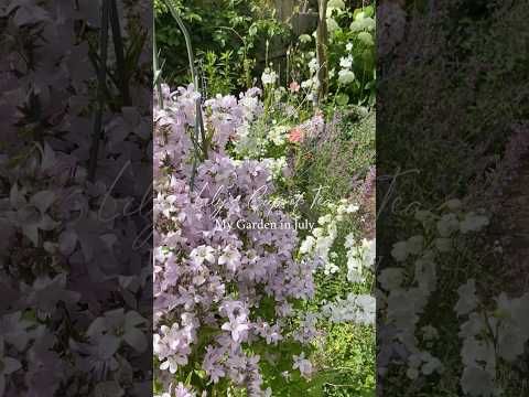 ７月の庭の様子🌼My Garden in July #ガーデニング  #イギリス #gardening #england #shorts