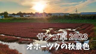 【サンゴ草】北海道網走市の能取湖に赤く染まる真っ赤な絨毯のような景色♡この時期だけのオホーツクの風景♪