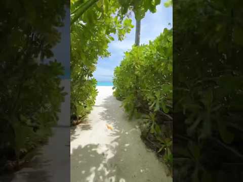 Beach Pool Villa at Avani+ Fares #maldives room tour! #travel