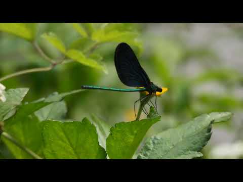 白痣珈蟌Matrona cyanoptera