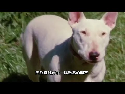 野牛愤怒攻击狮子后路，狮子差点晚节不保