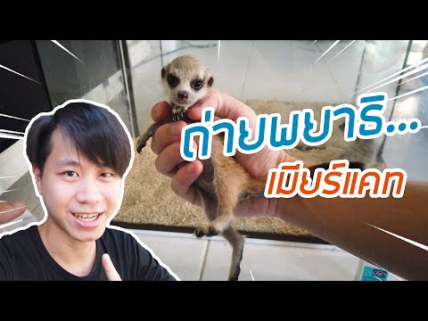 วิธีการถ่ายพยาธิเมียร์แคท ทั้งไซต์เด็กและไซต์โตเต็มวัย