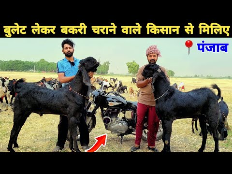 बकरी बेचकर बुलेट और कार खरीदा है | Beetal goat farming in punjab | Goat farming