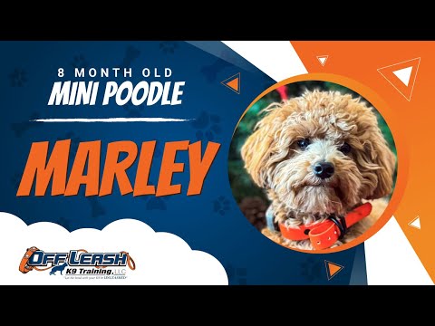 Mini Poodle, 8 Month Old, Marley | Best Dog Trainers Loudoun County | Off Leash K9