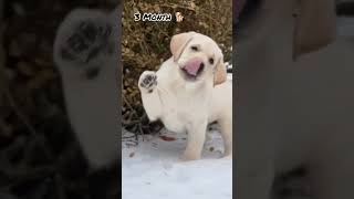 One Month Vs One Year Labrador transformation #shots #feed #dogbreed #dog #pets #cute #labrador