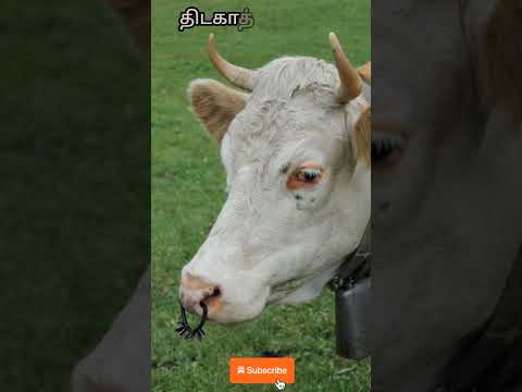 திடகாத்திரமான பசுவைக் கனவில் கண்டால் | healthy cow in dream | dream interpretation in tamil #dream