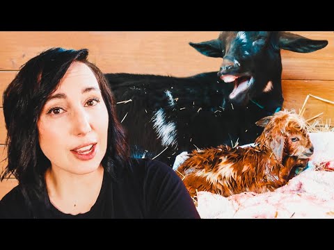 Keep pushing MAMA...there's more coming! (miniature goat labor & delivery)