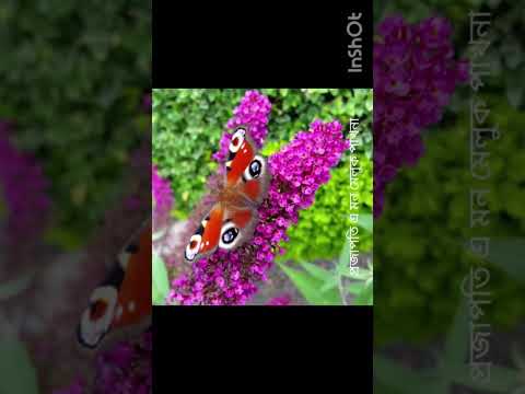 #butterfly #beautiful #nature #flowers #প্রজাপতি এ মন মেলুখ পাখনা#song#cover#@banglagan-8359