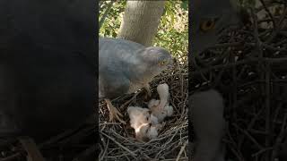 Desperate Chirps #ThirstyHawk #WildlifeMoments #shorts