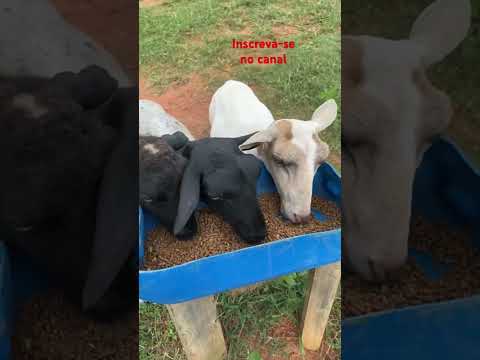 As cabras  adoram a ração dos cavalos #shortvideo #shortsviral #shorst #dog #livedosamigos