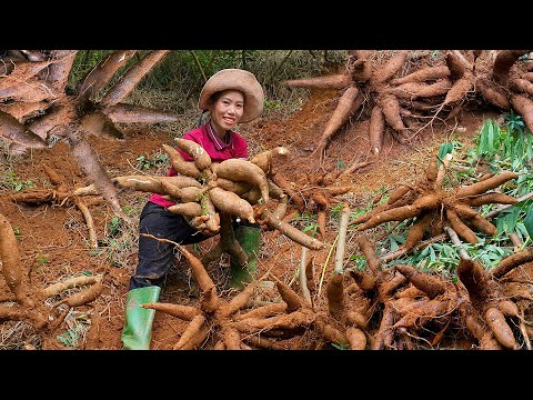 Harvest cassava gardens and bring them to the market to sell | Boiled cassava | Mai Nha Tranh