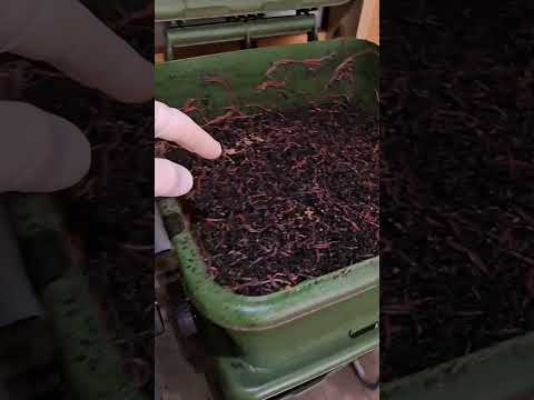 #hungrybin #vermicomposting #redwigglers #farming #vermicompost #wormcastings #wormfarming