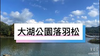 大湖公園落羽松