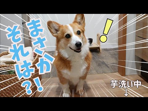 庭掃除のついでに焼き芋焼いたら愛犬がこうなりました