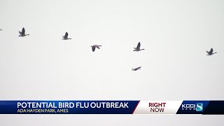 Ames Animal Control warns of possible bird flu outbreak at Ada Hayden Park