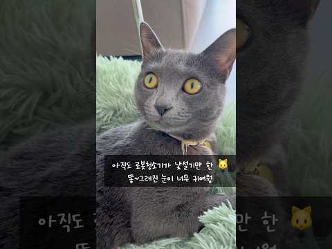 로봇이모님이 아직도 낯선 울집 고양이 차차