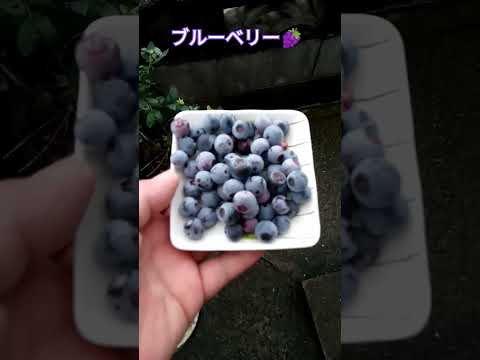 ブルーベリー🍇 #shortsfeed #家庭菜園 #ブルーベリー狩り #ブルーベリー栽培