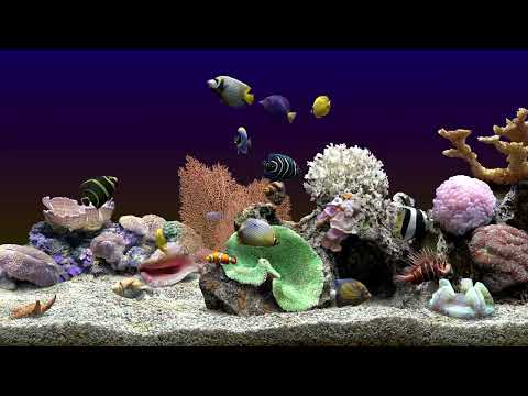 Relaxing ASMR Fish Tank Aquarium | Stress Relief Nature Sounds | No Music | 4 Hours