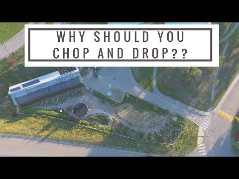 Chop & Drop of a 1/4 Acre Cold Climate Food Forest