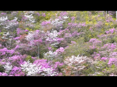 周山街道花探訪／桜とミツバツツジ