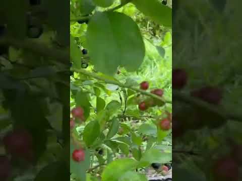 Blueberry picking in our backyard