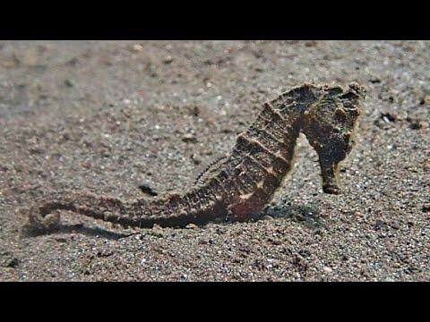 [オオウミウマ] バリ島アメッドのちょっと汚いタツノオトシゴ Great seahorse