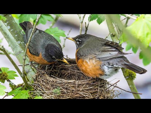 Cute bird house 🏠|| summer nest// cute birds home// little home on tree