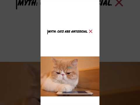 Common myths about cats.