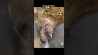 Mass removal from a dog cheek via surgery.