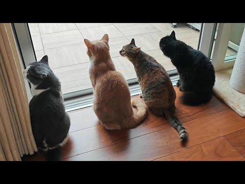 初秋を楽しむ4猫の1日に密着してみた  931話