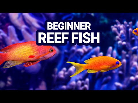 Top 10 Beginner Reef Fish