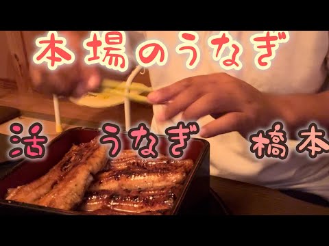 静岡　うなぎ屋　最高  #活　うなぎ　橋本