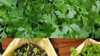 എളുപ്പത്തിൽ മല്ലി ഇല കൃഷി/malli ela in malayalam/coriander leaf in grow bag/Lal's Food World#short#