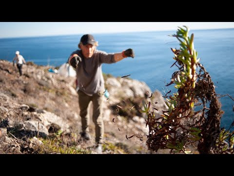 We Are Fighting Invasives To Save Rare Cliff Flowers - Project Vlog