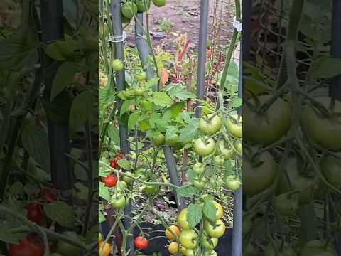 Tomatoes 🍅 garden # Backyard garden  UK 🇬🇧