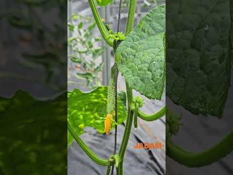 Organic Cucumbers are growing well during the rainy season. 장마철 유기오이, 잘자라고 있습니다 - JADAM organic Farm