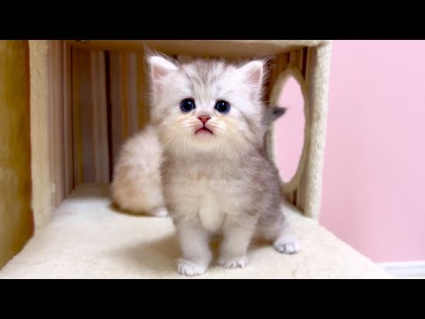 【マンチカンの子猫】主張は強いが自分で動く事は考えない子猫の件 ～猫のいる生活Vol.1055～出産動画 マンチカン短足・ミヌエット・ペルシャ猫専門ブリーダー『ペット蔵人』【子猫の成長記録】