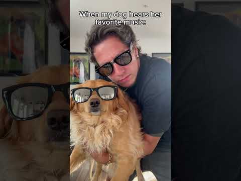 This is my dogs favorite song😌 #dog #dogfunny #funnydogs #funnydogvideos #dogmusic #goldenretriever