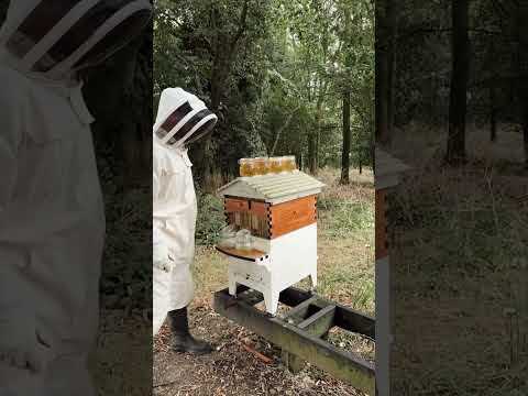 UK honey harvest 🍯