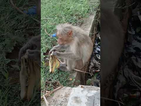 Monkey 🐵🐒 Banana |#courtallam #courtallamfalls #trending #viral