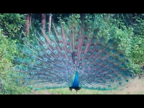 Peacock Dance Display - Peacocks Opening Feathers HD & Bird Sound  | मोर नृत्य #peacockdance